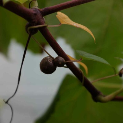 dioscorea bulbifera tige avec bulbilles bio