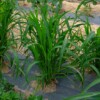 plante millet japonais semences bio la boite a graines