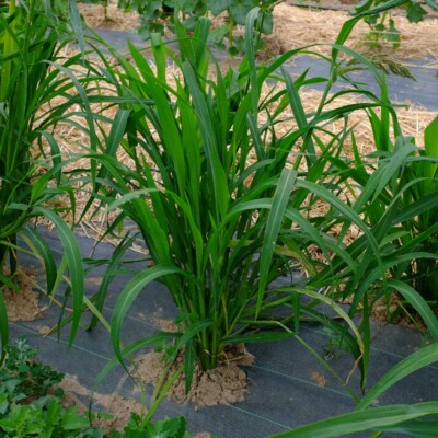 plante millet japonais semences bio la boite a graines