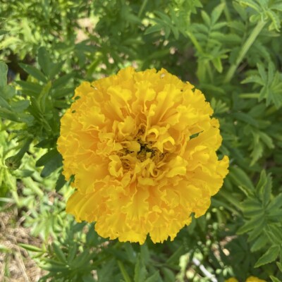 fleur jaune double tagetes erecta mary helen