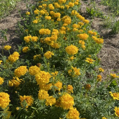 fleurs tagetes erecta mary helen bio