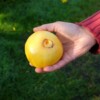 fruit de tomate Lilian's yellow heirloom bio la boite a graines