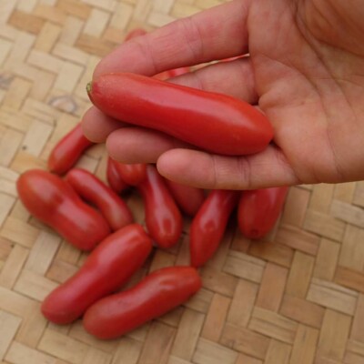 fruit tomate coucougnette de Vendée bio graines