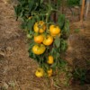 plant de tomate Lilian's yellow heirloom bio la boite a graines