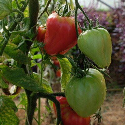 grappe tomate petite coeur de boeuf bio semences