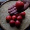 fruit tomate petite coeur de boeuf bio graines