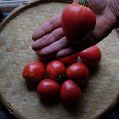 fruit tomate petite coeur de boeuf bio graines