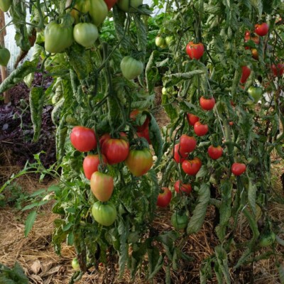 Plant tomate petite coeur de boeuf bio semences