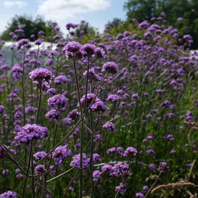 plante verbena bonariensis fleurs bio semences