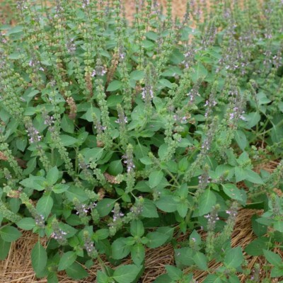 Plant fleuri Basilic perpétuel agriculture biologique graines