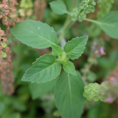 Feuilles Basilic perpétuel agriculture biologique semences