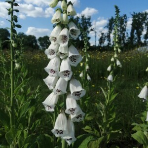 Hampe florale Digitalis purpurea Elsie Kelsey graines biologique agriculture