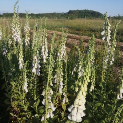 Fleurs Digitalis purpurea Elsie Kelsey graines agriculture biologique