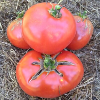 fruit tomate casaque rouge agriculture biologique graines