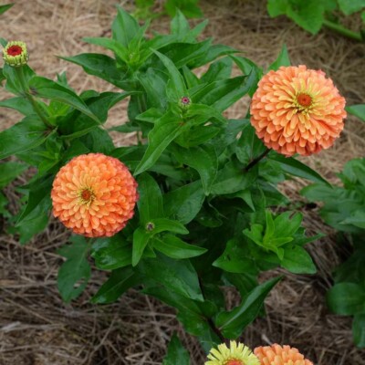 Fleurs Zinnia elegans queeny mix bio semences