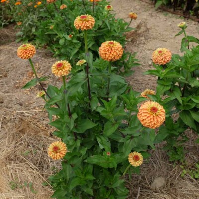 Plant Zinnia elegans queeny mix bio semences