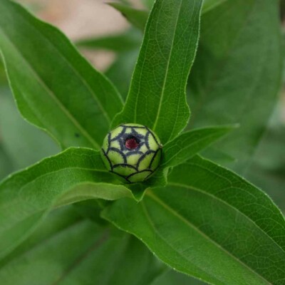 Bouton fleur Zinnia elegans queeny mix bio graines