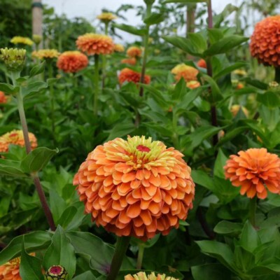 fleurs Zinnia elegans queeny mix bio graines