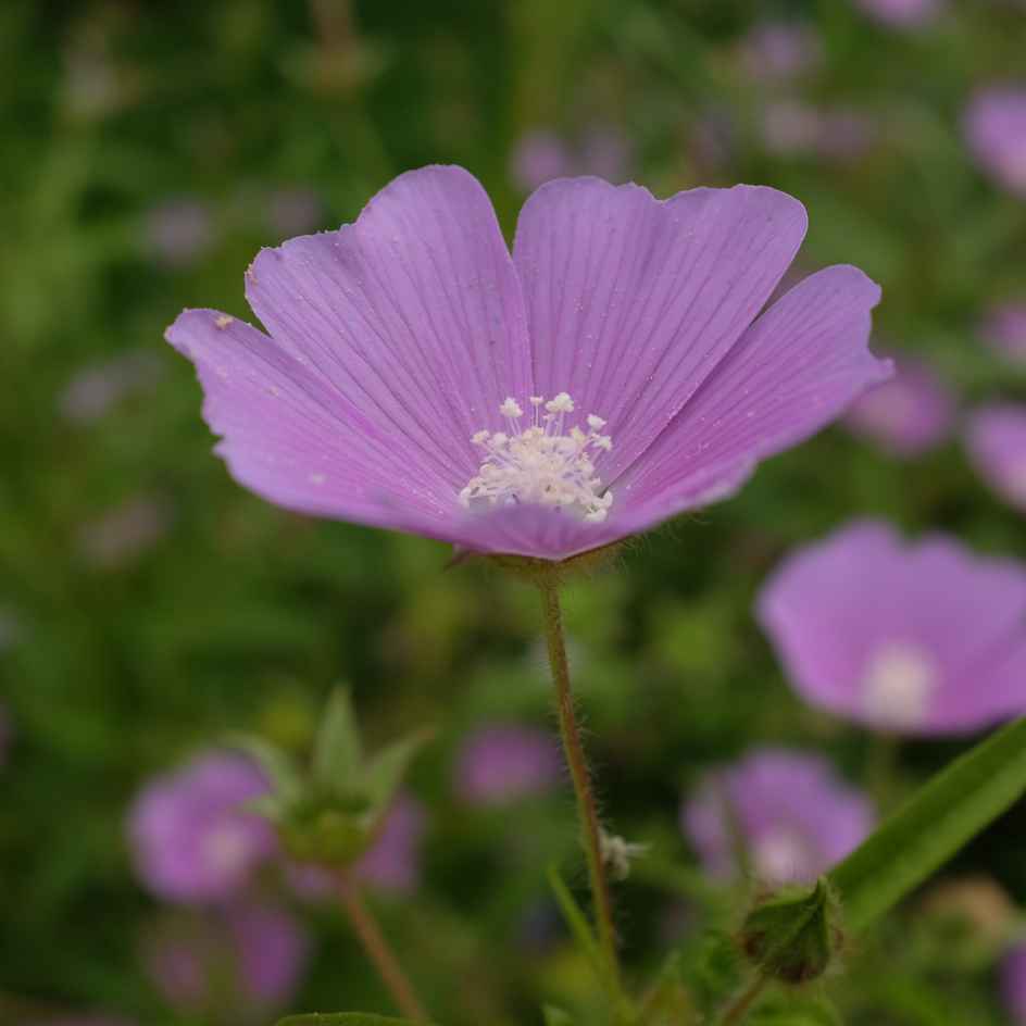 Fleurs annuelles