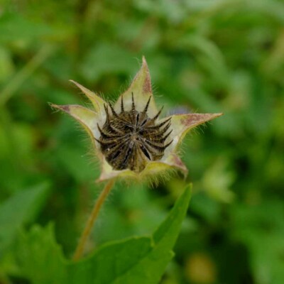 anoda cristata fruit semences graines agriculture biologique