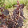 Feuilles Arroche rouge biologique graines