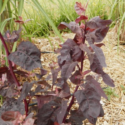 Feuilles Arroche rouge biologique graines