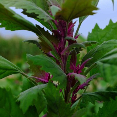 Feuilles colorées chenopodium giganteum bio rose vif