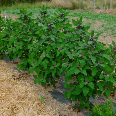 plants chenopodium giganteum bio graines semences