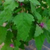 feuilles de chenopodium giganteum bio semences