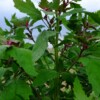 tiges de chenopodium giganteum bio semences