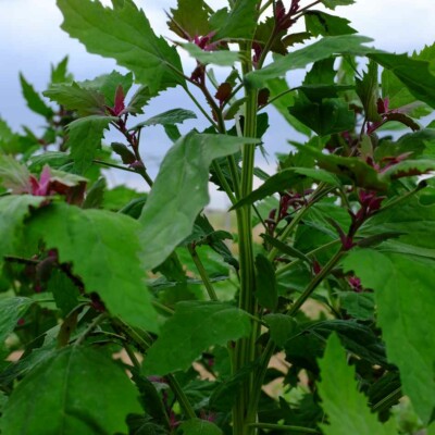 tiges de chenopodium giganteum bio semences