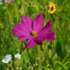 fleurs cosmos dazzler biologique graines