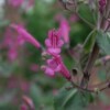 lepechinia hastata fleurs biologique graines