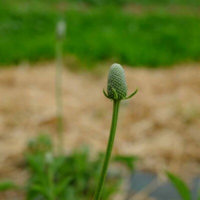 Bouton floral ratibida columnifera agriculture biologique semences