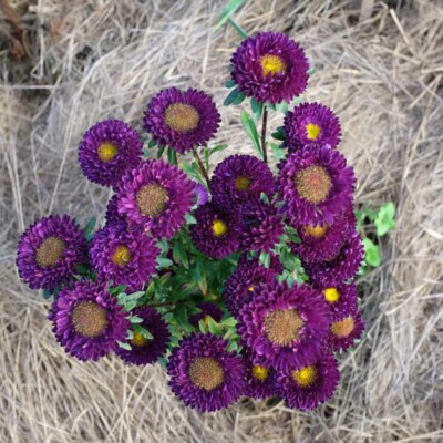 plante fleurs Reine Marguerite Matsumoto Blue biologique graines