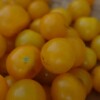 Fruits Tomate Gold Robin Bio