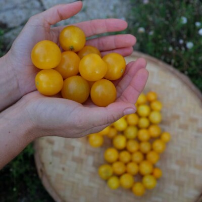 Fruits Tomate Gold Robin Bio