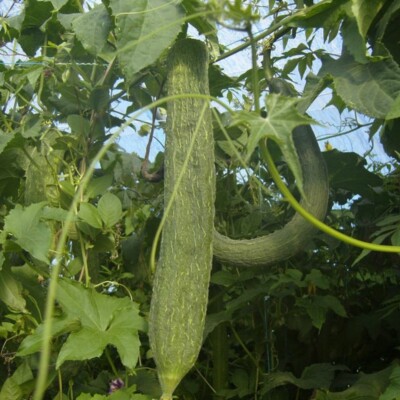 courge éponge extra long la boite a graines bio