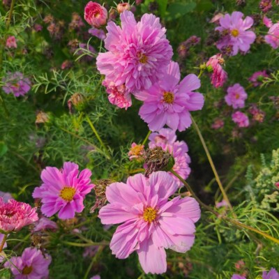 fleurs cosmos double click roses bonbon bio graines