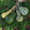 Fruits Courge Guatemalan Green Ayote bio graines semences