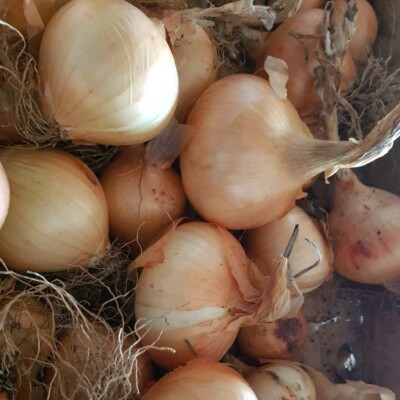 Oignons Jaune des Cevennes graines bio légumes racines