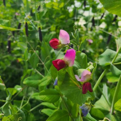 Fleurs pois a rames Blauwschokker graines bio légumes fruits semences