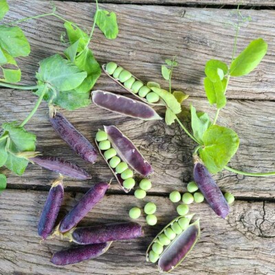 Gousses pois a rames Blauwschokker graines bio légumes fruits semences