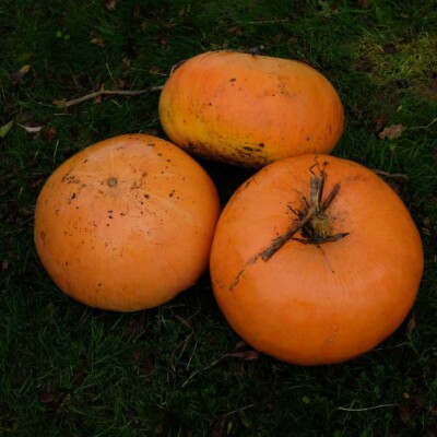 Potiron jaune gros de paris graine semences légumes fruit bio