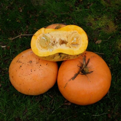 Potiron jaune gros de paris graine semences légumes fruit bio