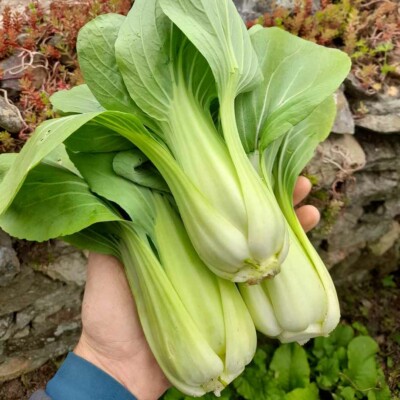 choux chinois pak choï shanghai green bio légumes feuilles graines