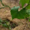 courge éponge extra long la boite a graines bio