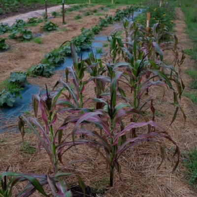 maïs fields of dreams semences bio graines plants