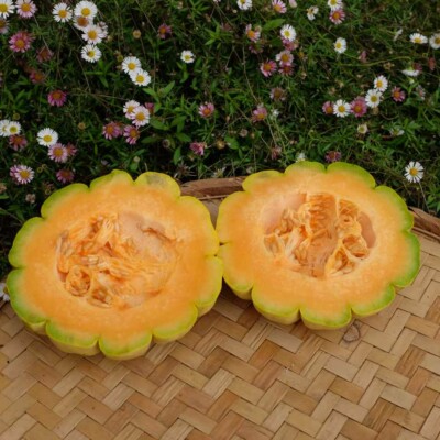 melon ouvert délice de la table bio fruit AB graines semences