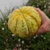 melon délice de la table bio fruit AB graines semences